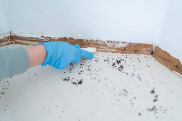 Reliable Lake Ripley, WI Pest Control Solutions